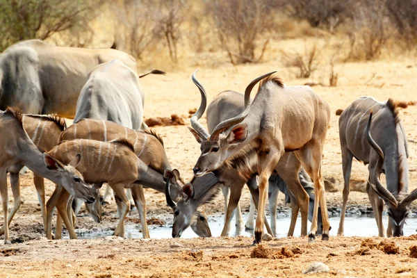 Mandria di Kudu che beve dalla pozza d'acqua — Foto Stock