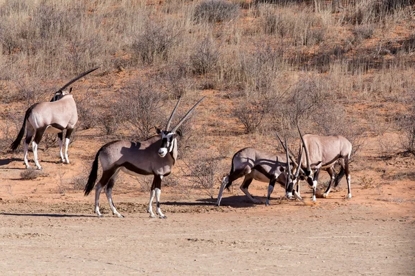 两个男的长角羚羚羊羚之间战斗 — 图库照片