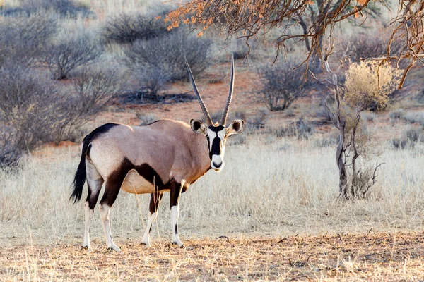 Gemsbok, Oryx gazella sobre duna de areia — Fotografia de Stock