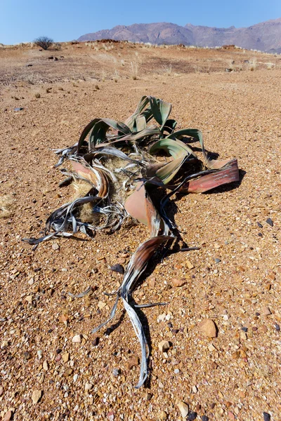 Welwitschia mirabilis, Increíble planta del desierto, fósil vivo — Foto de Stock