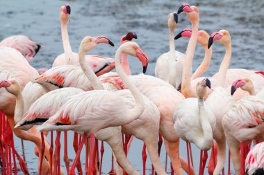 Walvis Bay Namibya 'daki Rosy Flamingo kolonisi