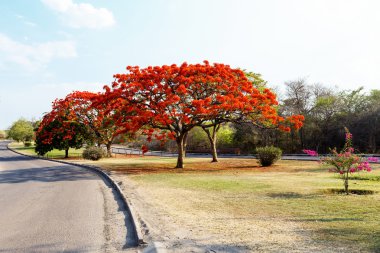 Mavi gökyüzü ile Delonix Regia (Flamboyant) ağacı.