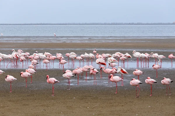 Walvis Bay Namibya 'daki Rosy Flamingo kolonisi