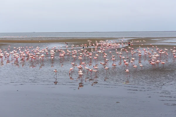 Walvis Bay Namibya 'daki Rosy Flamingo kolonisi — Stok fotoğraf