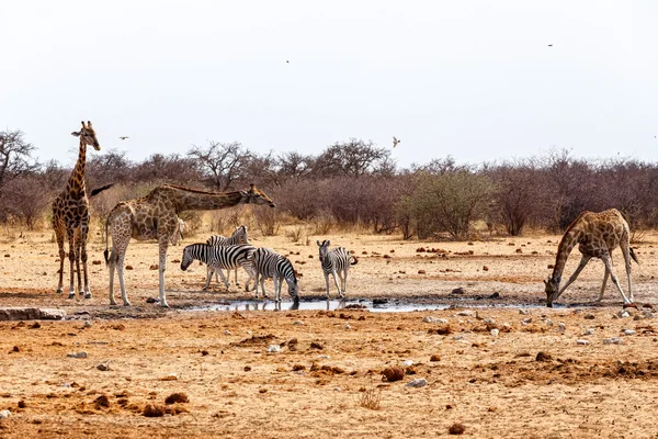 Giraffa camelopardalis et zèbres buvant sur un trou d'eau — Photo