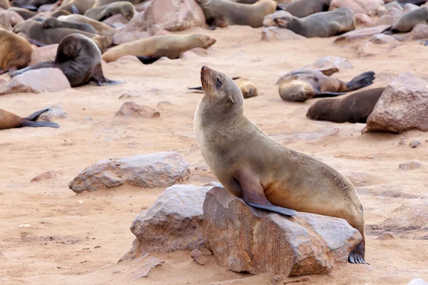 Retrato de foca-de-pele-marrom - leões-marinhos na Namíbia — Fotografia de Stock