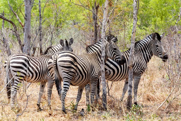 Potro de zebra em arbusto de árvore africana . — Fotografia de Stock