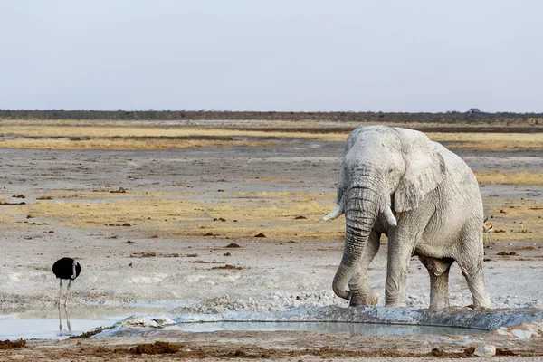 Etkin su birikintisinin beyaz Afrika filleri — Stok fotoğraf