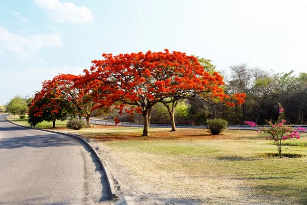 Mavi gökyüzü ile Delonix Regia (Flamboyant) ağacı.