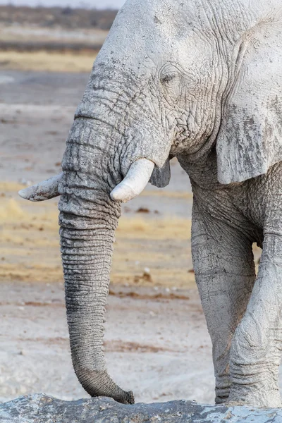 Λευκό αφρικανικοί ελέφαντες στην Ετόσα waterhole — Φωτογραφία Αρχείου