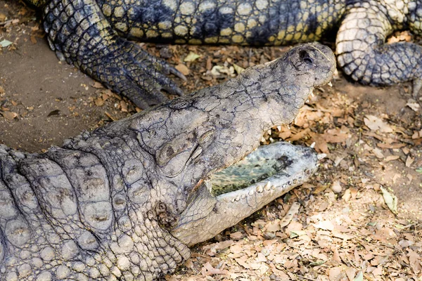 Porträt eines Nilkrokodils — Stockfoto