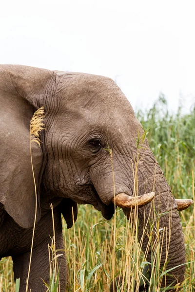 African Elephant in Etosha national Park — Stock Photo, Image