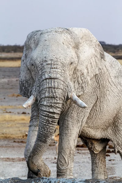 Éléphants blancs d'Afrique sur le trou d'eau d'Etosha — Photo