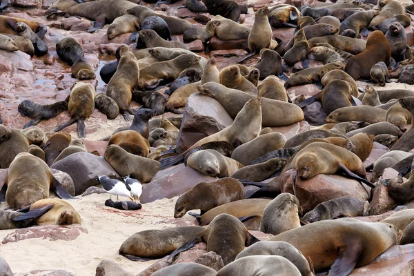 Enorme colonia de focas de piel marrón - lobos marinos en Namibia —  Fotos de Stock