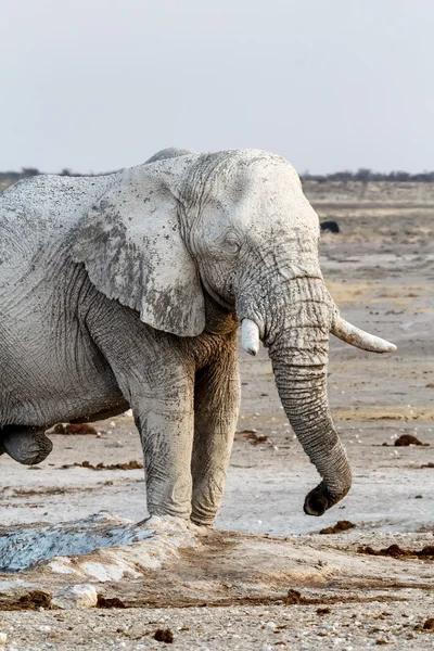 Éléphants blancs d'Afrique sur le trou d'eau d'Etosha — Photo