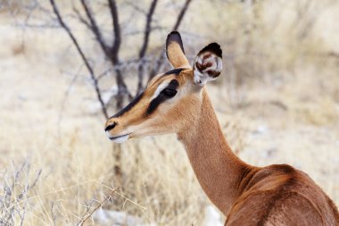 Portrait of Impala antelope clipart