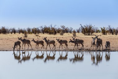 Kudu içme su birikintisinin sürü