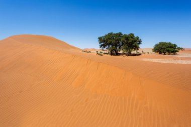 Namib Çölü'nde gizli Vlei güzel manzara