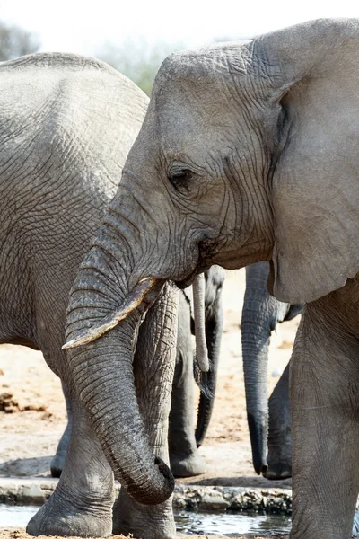 A herd of African elephants drinking at a muddy waterhole — Stock Photo, Image