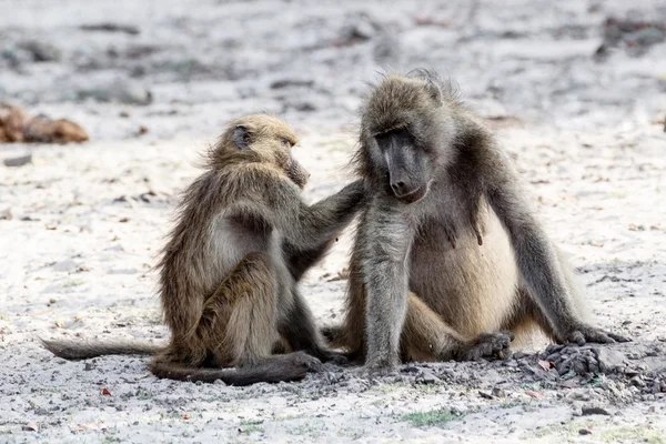 Chacma Baboon grooming — Stock Photo, Image