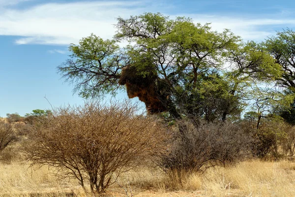 Tessitore africano mascherato grande nido su albero — Foto Stock