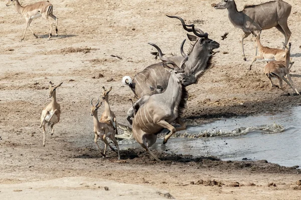 Unsuccessful attack on crocodile to antilops kudu and unsuccessf — Stock Photo, Image