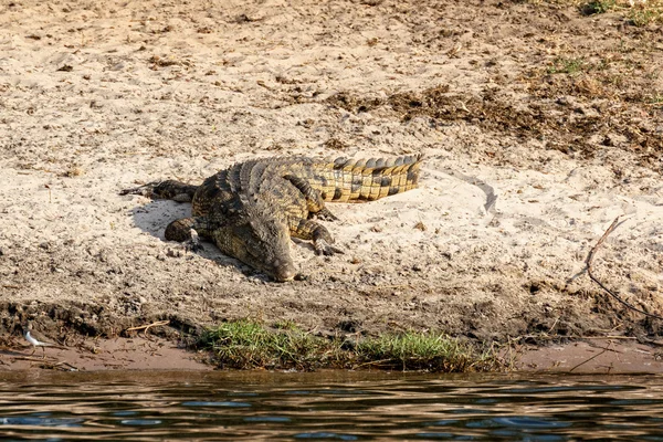 Retrato de um crocodilo do nilo — Fotografia de Stock