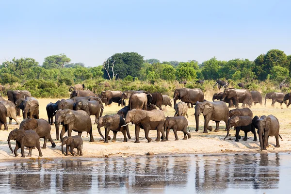 A herd of African elephants drinking at a muddy waterhole — Stock Photo, Image