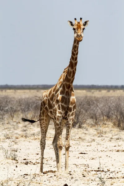 Giraffa camelopardalis nära vattenhål — Stockfoto