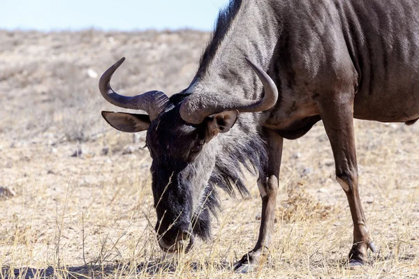 Μια άγρια Wildebeest Gnu βόσκηση των χορτολιβαδικών εκτάσεων — Φωτογραφία Αρχείου