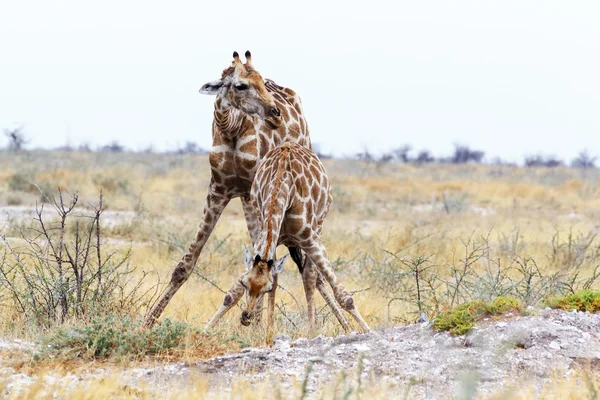 Två Giraffa camelopardalis nära vattenhål — Stockfoto