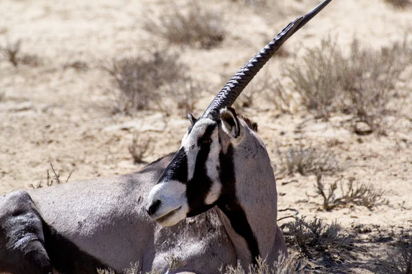 Retrato de Gemsbok, Oryx gazella — Fotografia de Stock