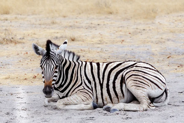 Jonge zebra in Afrikaanse struik — Stockfoto