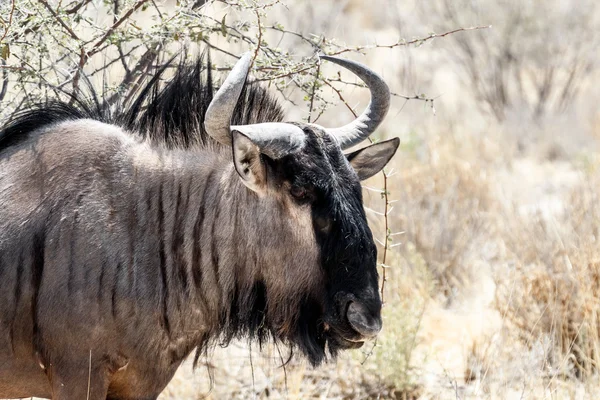 Retrato de un ñus salvaje Gnu —  Fotos de Stock