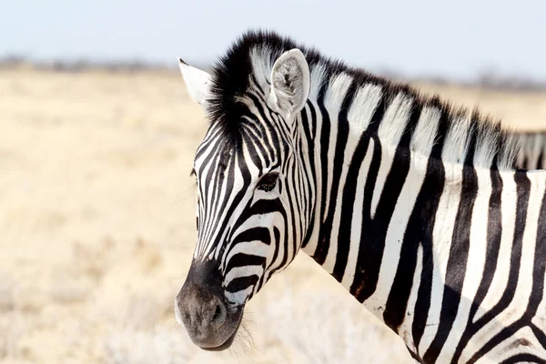 Zebra portrait. Burchell's zebra, Equus quagga burchellii. — Stock Photo, Image