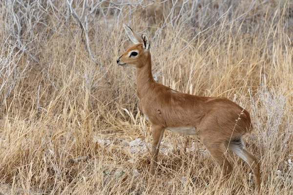 Steenbok, Parque Nacional Etosha, Namibia —  Fotos de Stock