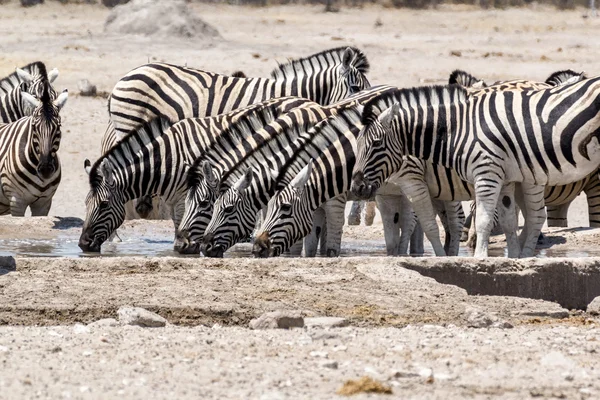 Zebra drinken op waterput — Stockfoto