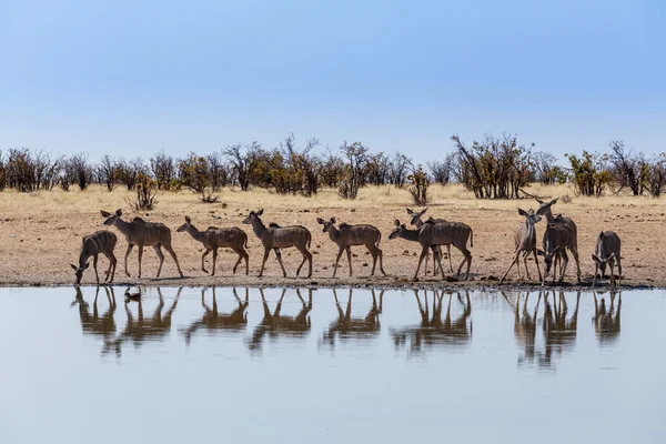 Troupeau de Kudu boire à partir d'un trou d'eau — Photo