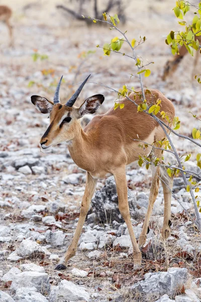 Porträtt av Impala antiloper — Stockfoto