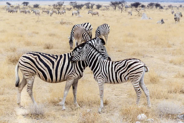 Poulain zèbre avec mère dans la brousse africaine — Photo