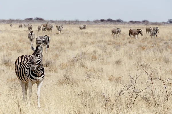 Zebra em arbusto africano — Fotografia de Stock