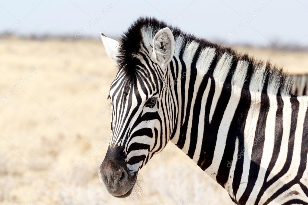 Zebra portrait. Burchell's zebra, Equus quagga burchellii.