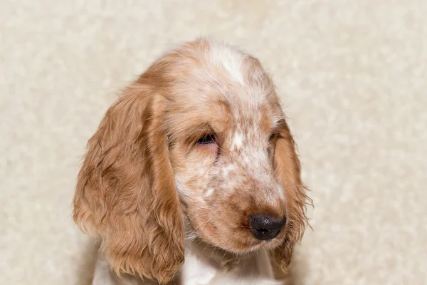 Retrato de Inglês Cocker Spaniel — Fotografia de Stock