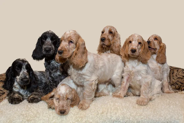 Portret van Engelse cocker spaniel — Stockfoto