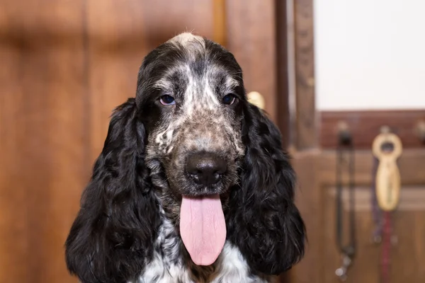 Portrait of english cocker spaniel — Stock Photo, Image