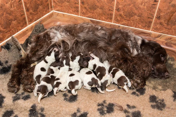 英国可卡犬小狗吸母乳 — 图库照片
