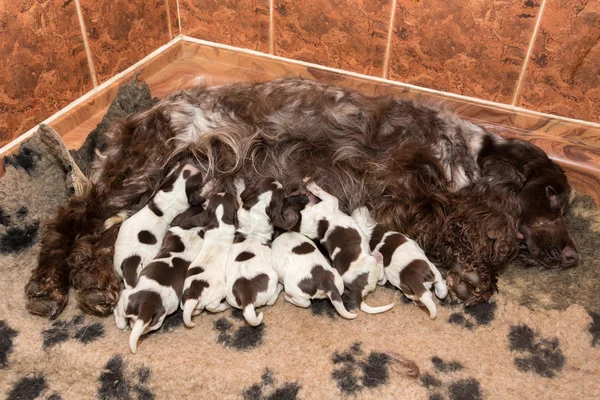 Engelsk Cocker Spaniel valp suga bröstmjölk — Stockfoto