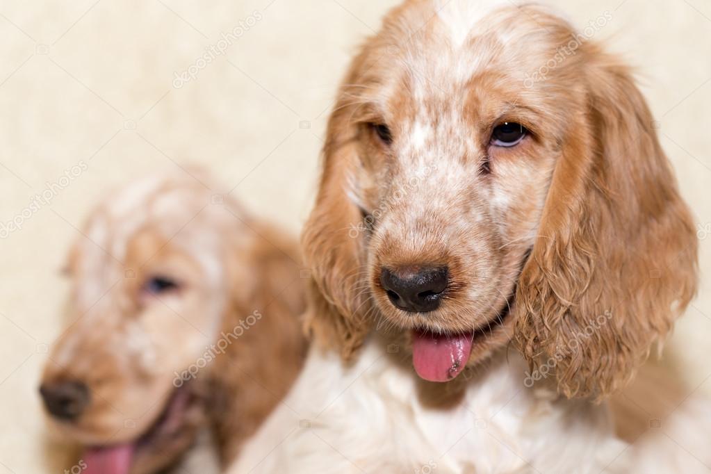 portrait of english cocker spaniel