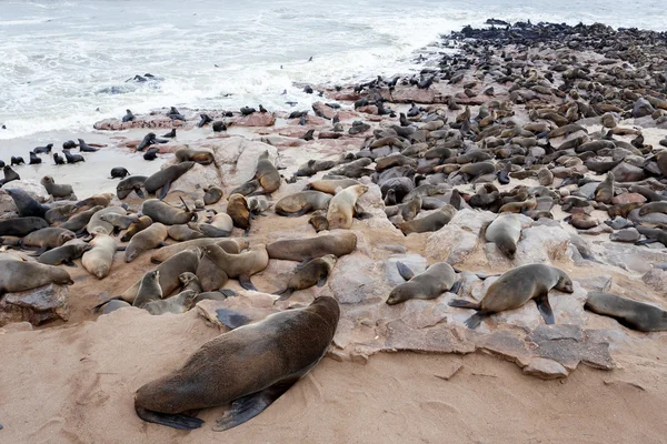 Enorme colonia de focas de piel marrón - lobos marinos en Namibia —  Fotos de Stock