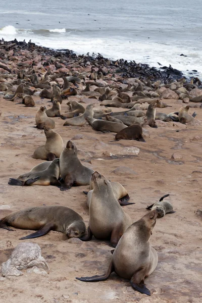 Enorme colonia de focas de piel marrón - lobos marinos en Namibia —  Fotos de Stock